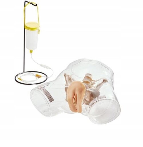 Анатомическая модель Прозрачный фантом, чтобы научиться катетерировать женщину від компанії Euromarka - фото 1