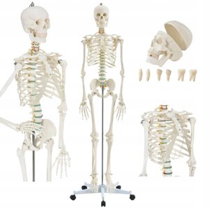 Анатомічна модель скелетна модель Анатомічний штатив людини 181CMSUPER Price