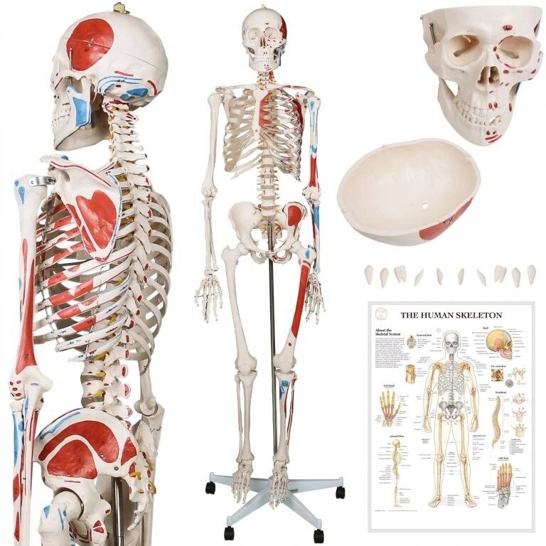 Анатомическая модель Яго человека анатомии скелет с картиной від компанії Euromarka - фото 1