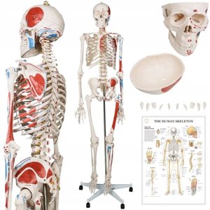 Анатомическая модель Яго человека анатомии скелет с картиной