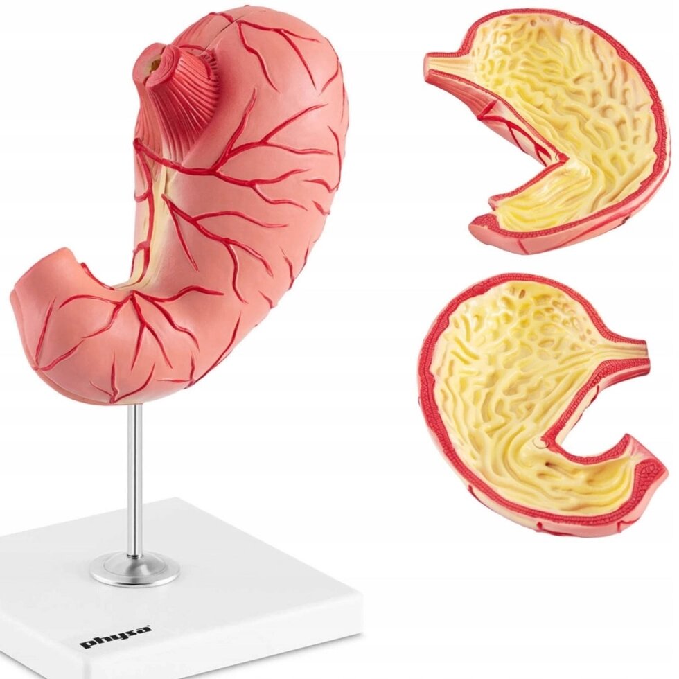 Анатомічна модель 3D -людського шлунка від компанії Euromarka - фото 1