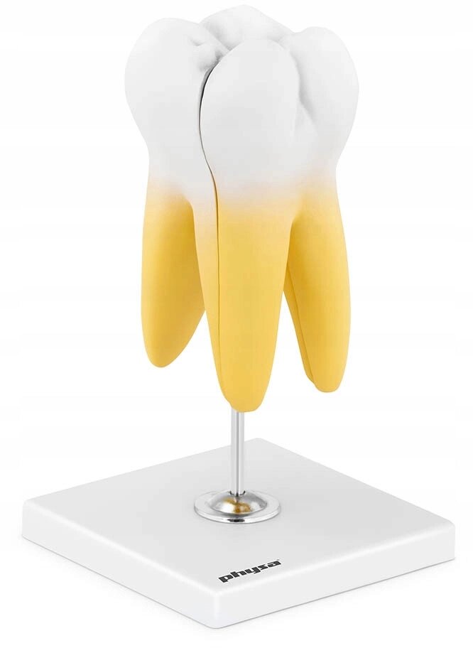 Анатомічна модель Анатомічні зуби моделі поперечного розділу для обліку ціни від компанії Euromarka - фото 1