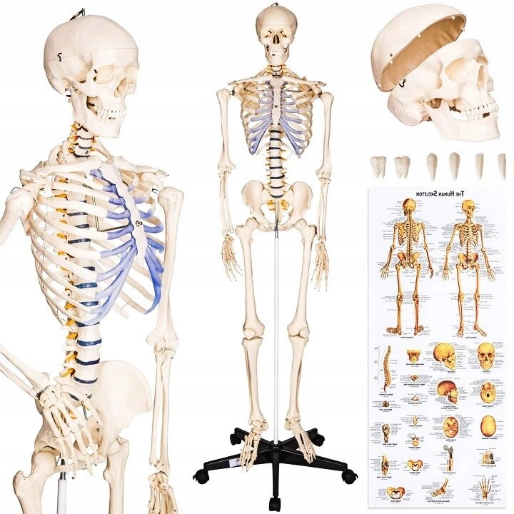 Анатомічна модель * Анатомічний скелет 1: 1 візерунок 181 см * від компанії Euromarka - фото 1