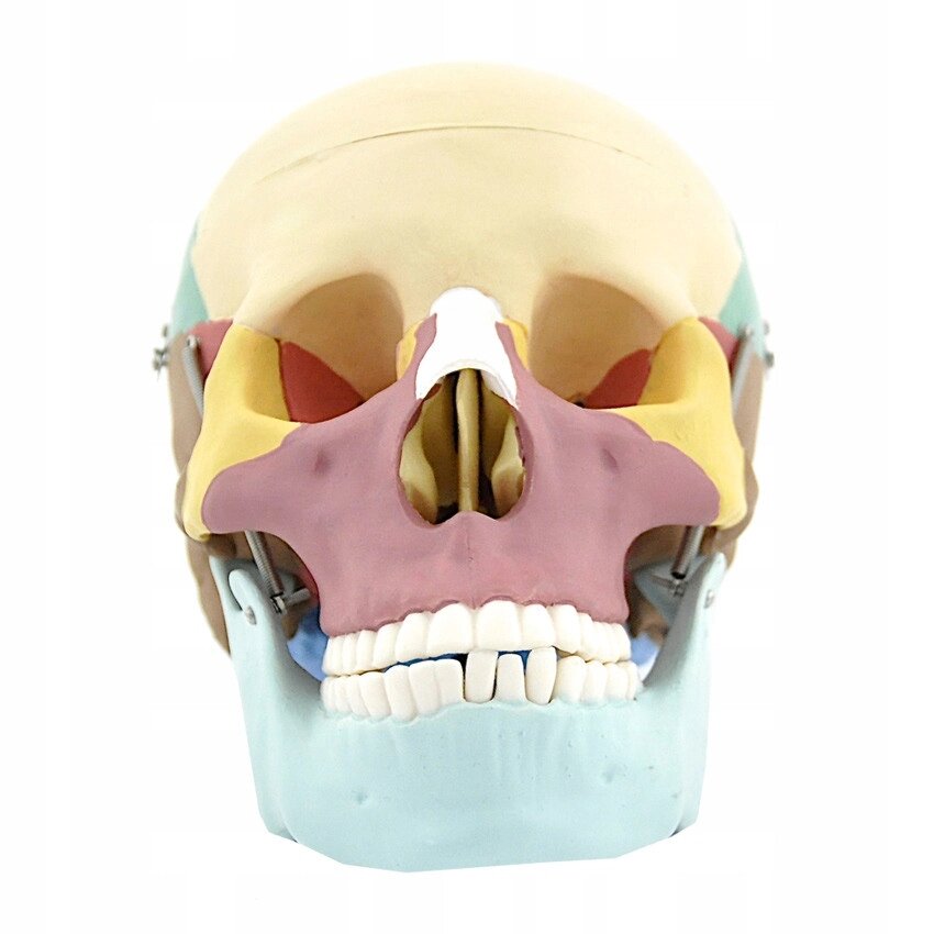Анатомічна модель барвистого черепа моделі від компанії Euromarka - фото 1