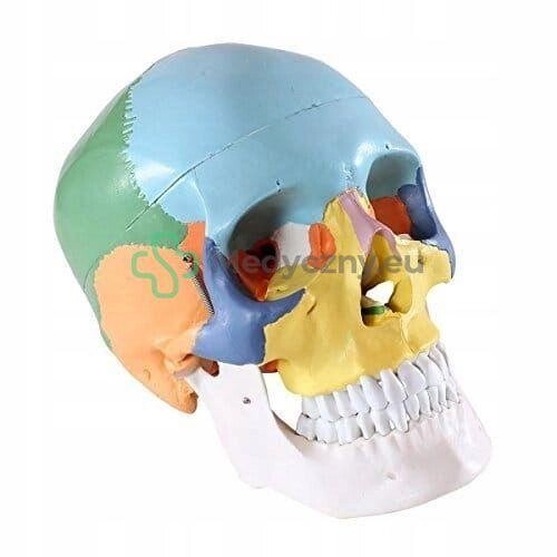 Анатомічна модель черепа медичної людини. від компанії Euromarka - фото 1