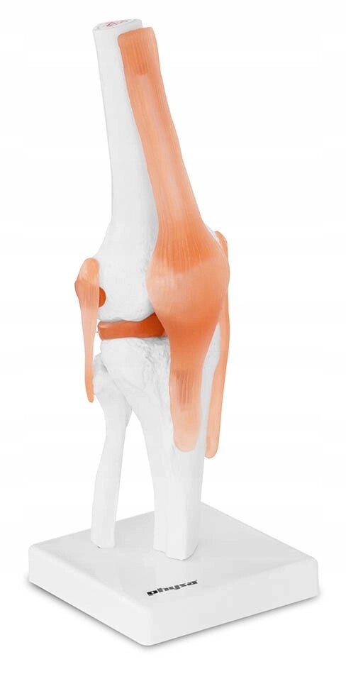 Анатомічна модель чоловічого коліна 1: 1Super Price} від компанії Euromarka - фото 1