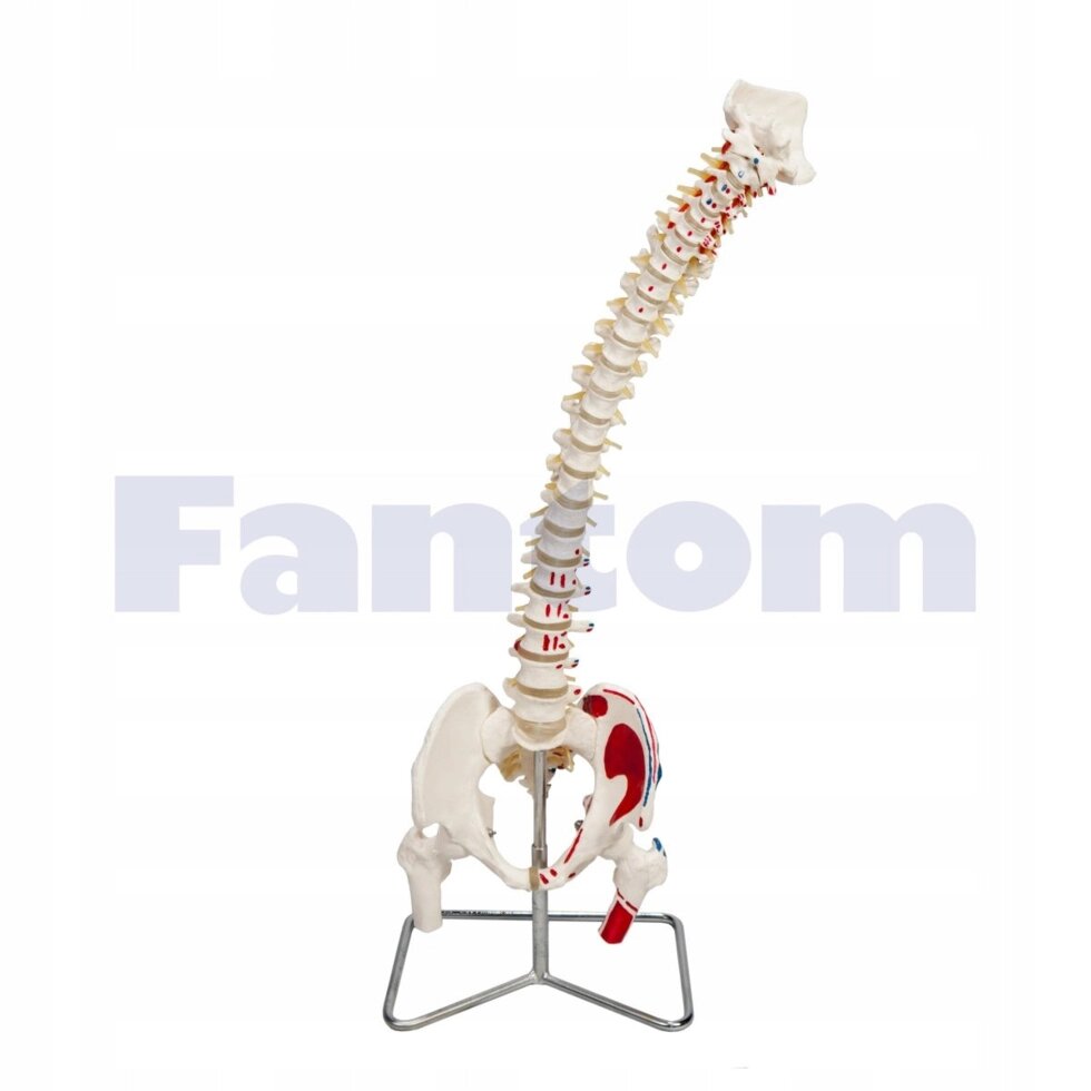 Анатомічна модель гнучкий хребет з kikuts та причепами від компанії Euromarka - фото 1