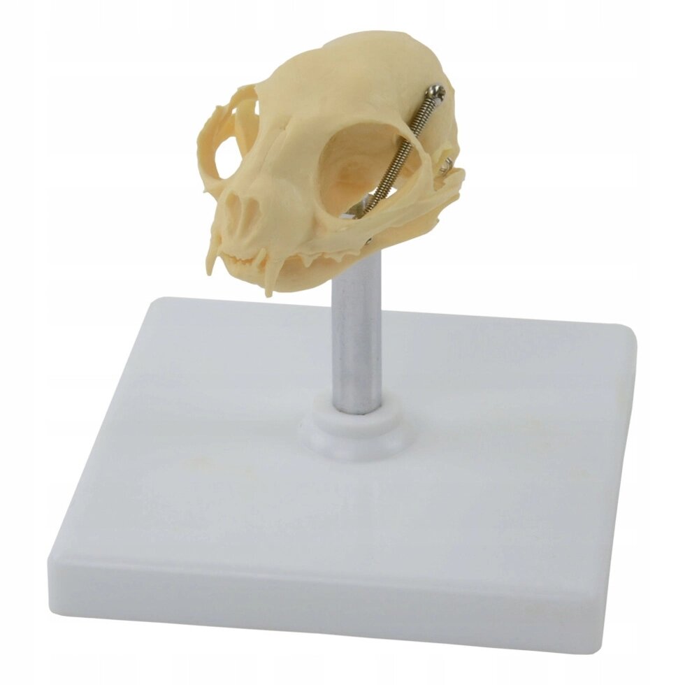 Анатомічна модель котячого черепа від компанії Euromarka - фото 1