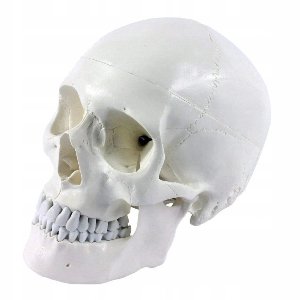 Анатомічна модель людини Череп для уроку анатомії Biłasuper Price} від компанії Euromarka - фото 1