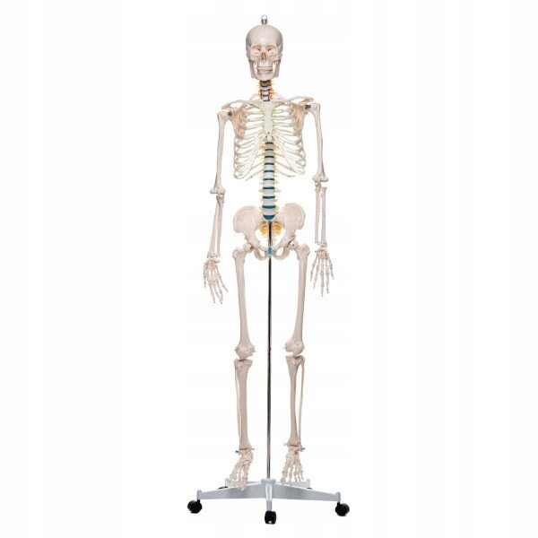 Анатомічна модель людини скелета - це людина 180 CMSuper Price від компанії Euromarka - фото 1