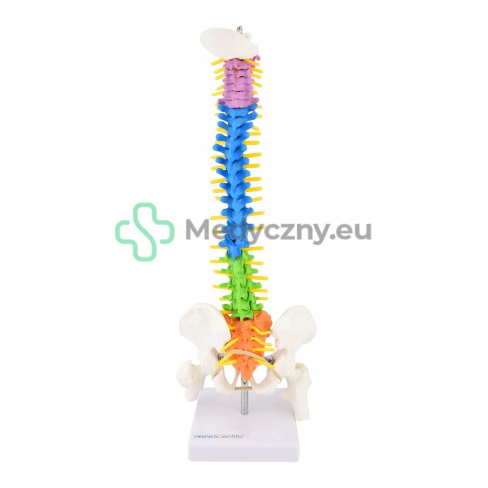 Анатомічна модель Medical Spine Model. eu. від компанії Euromarka - фото 1