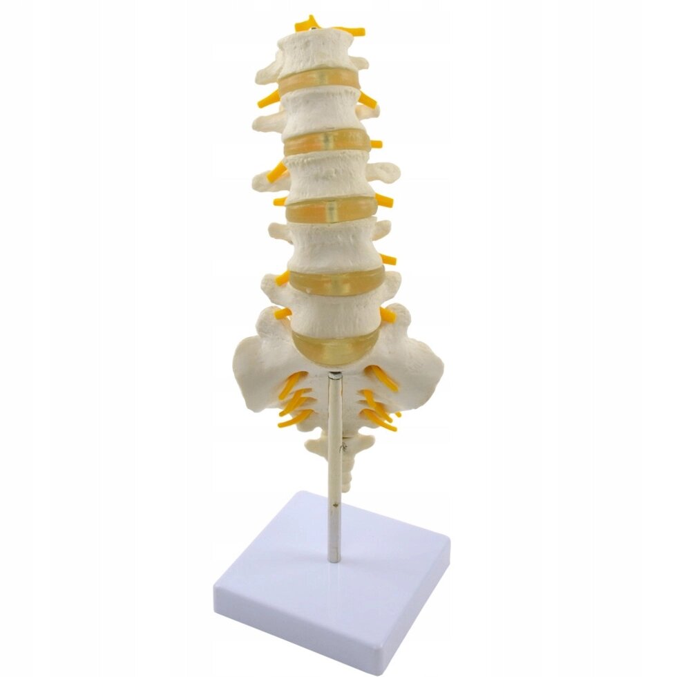 Анатомічна модель моделі нижньої частини хребта від компанії Euromarka - фото 1