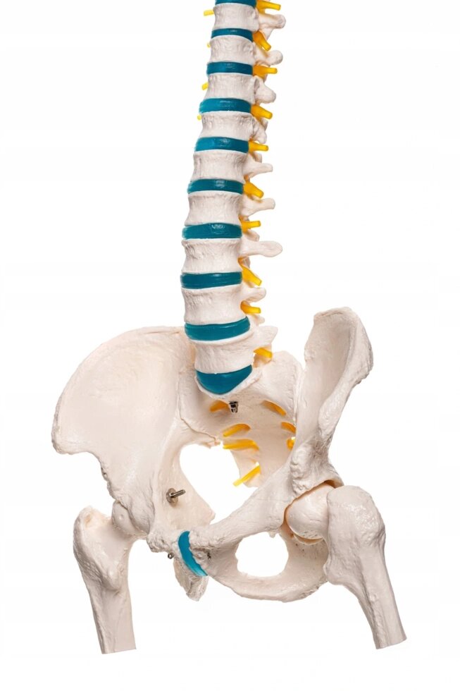 Анатомічна модель постійна модель людського хребта та таза 1: 1 незначна ціна від компанії Euromarka - фото 1