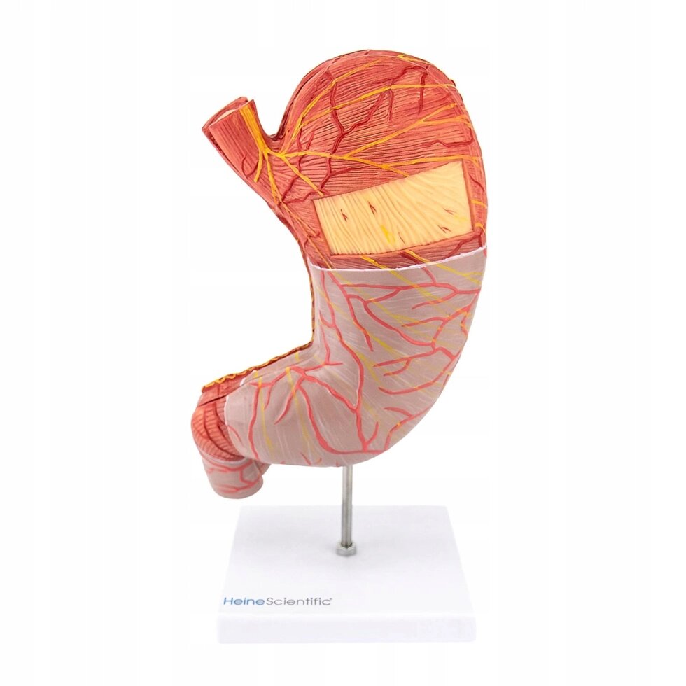 Анатомічна модель шлункової моделі від компанії Euromarka - фото 1