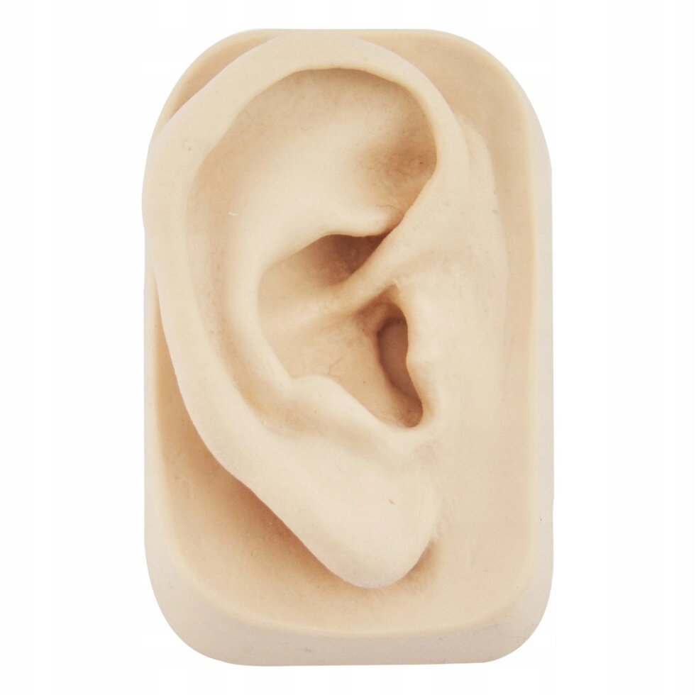 Анатомічна модель силіконової моделі вуха до аурікулотерапії - справа від компанії Euromarka - фото 1