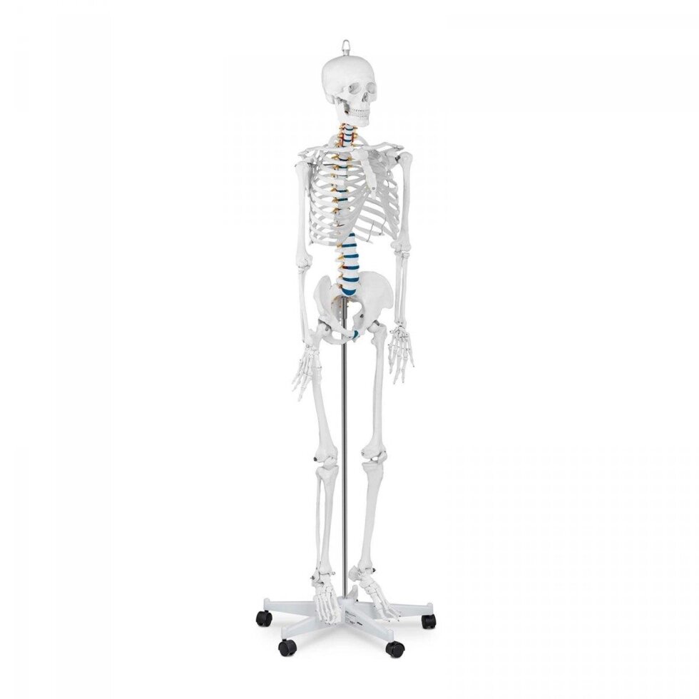 Анатомічна модель Скелет людини FASHA 10040236 від компанії Euromarka - фото 1
