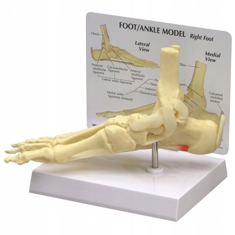 Анатомічна модель скелета ніг від компанії Euromarka - фото 1