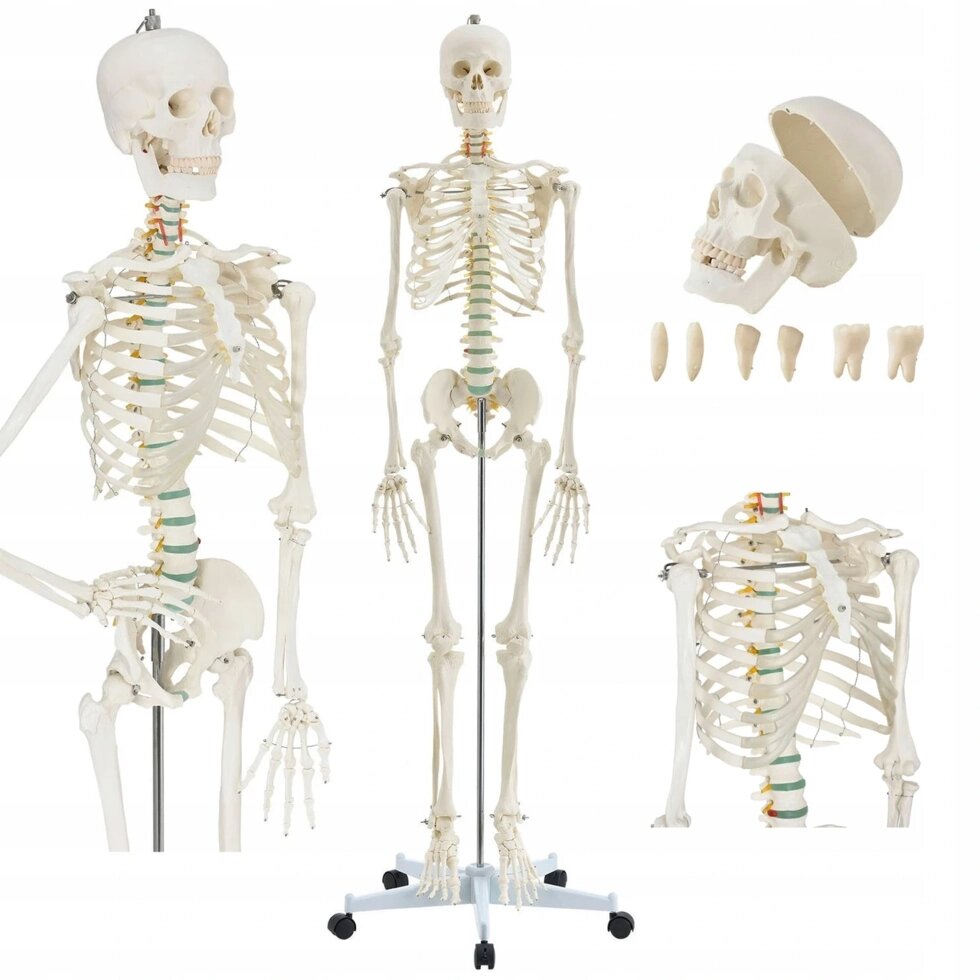Анатомічна модель скелетна модель Анатомічний штатив людини 181CMSUPER Price від компанії Euromarka - фото 1