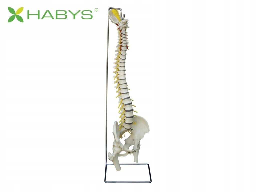Анатомічна модель Spine Skeleton Habys від компанії Euromarka - фото 1
