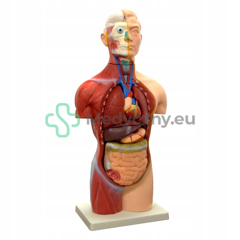 Анатомічна модель тіла 45 см Medical. eu} від компанії Euromarka - фото 1