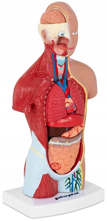 Анатомічна модель тривимірна ціна людини людини від компанії Euromarka - фото 1