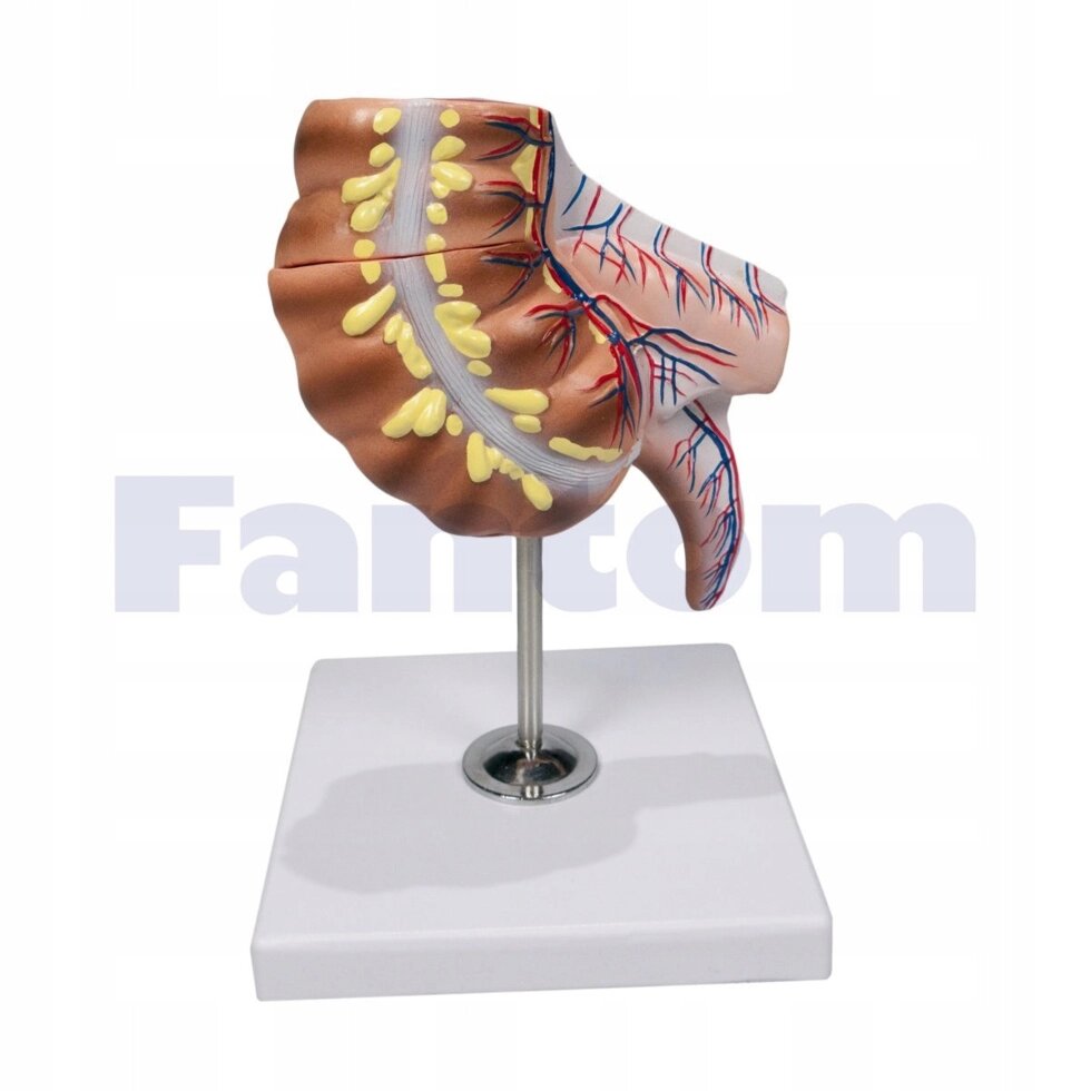 Анатомічна модель Застосування додатків та сліпової кишки від компанії Euromarka - фото 1