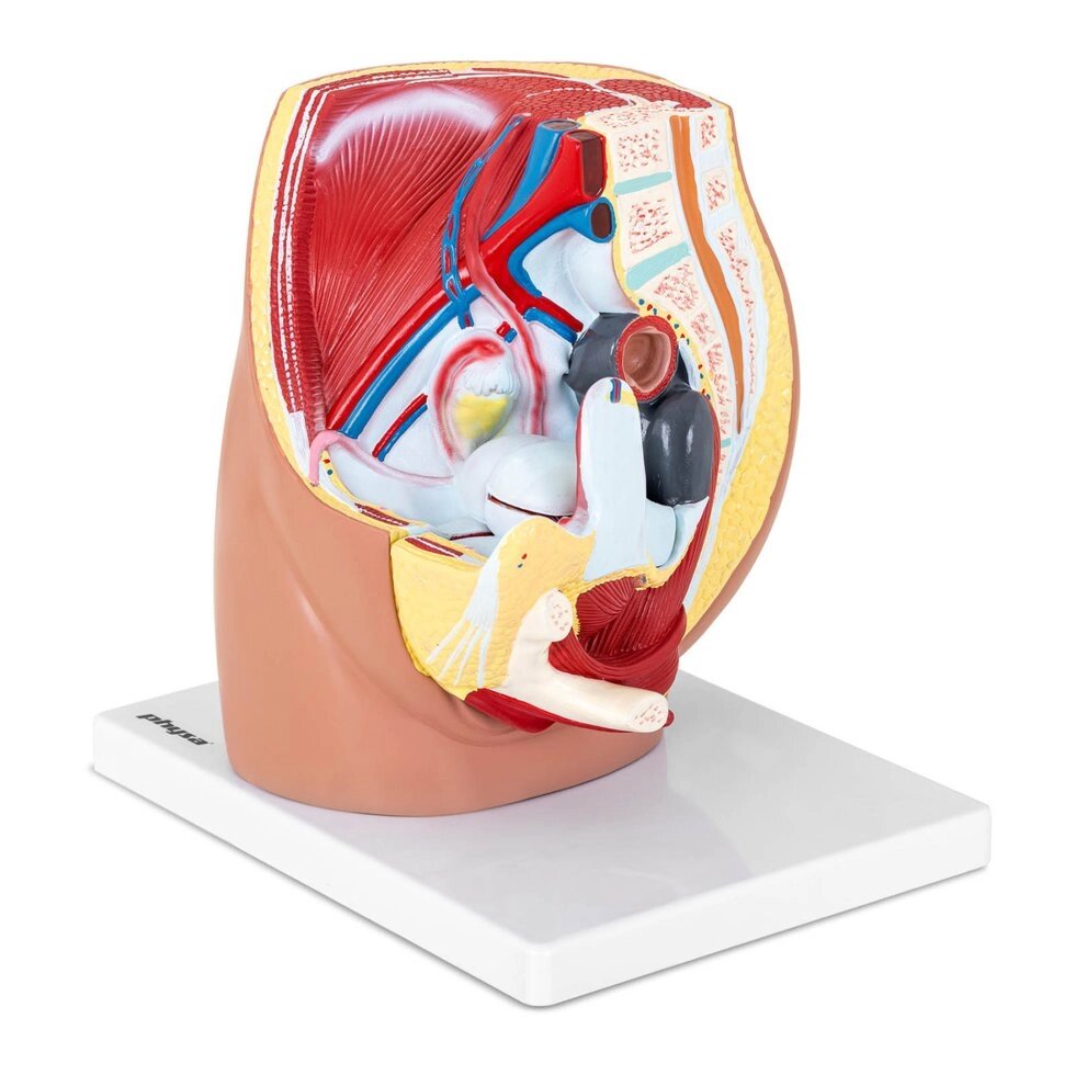 Анатомічна модель - жіночий таз Physa (-)} від компанії Euromarka - фото 1