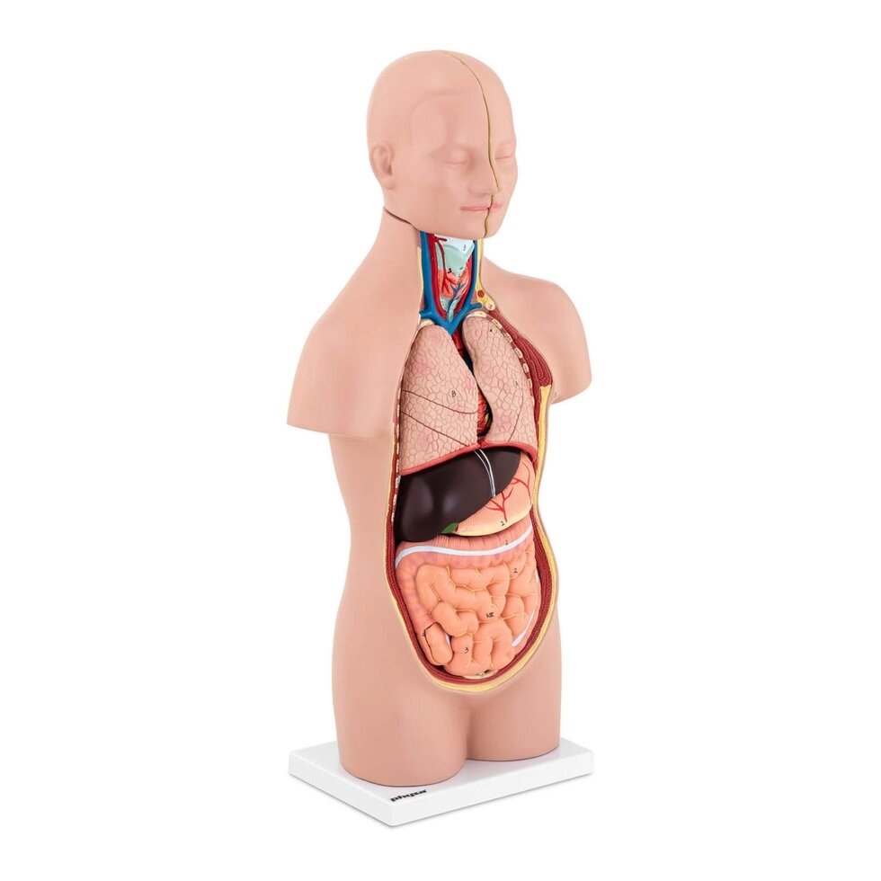 Человеческое тело - анатомическая модель Physa (-) від компанії Euromarka - фото 1