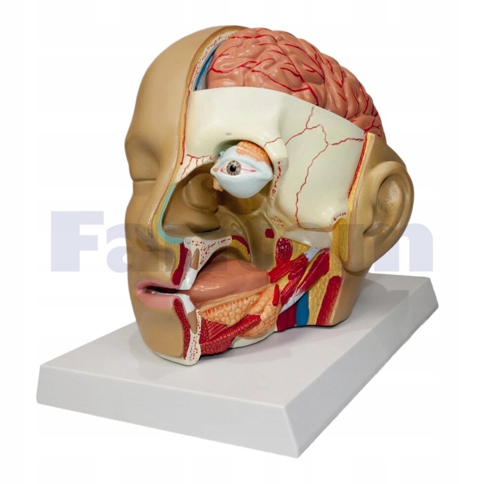 Домашня модель анатомічної моделі, голова, переріз голови 4-частини від компанії Euromarka - фото 1