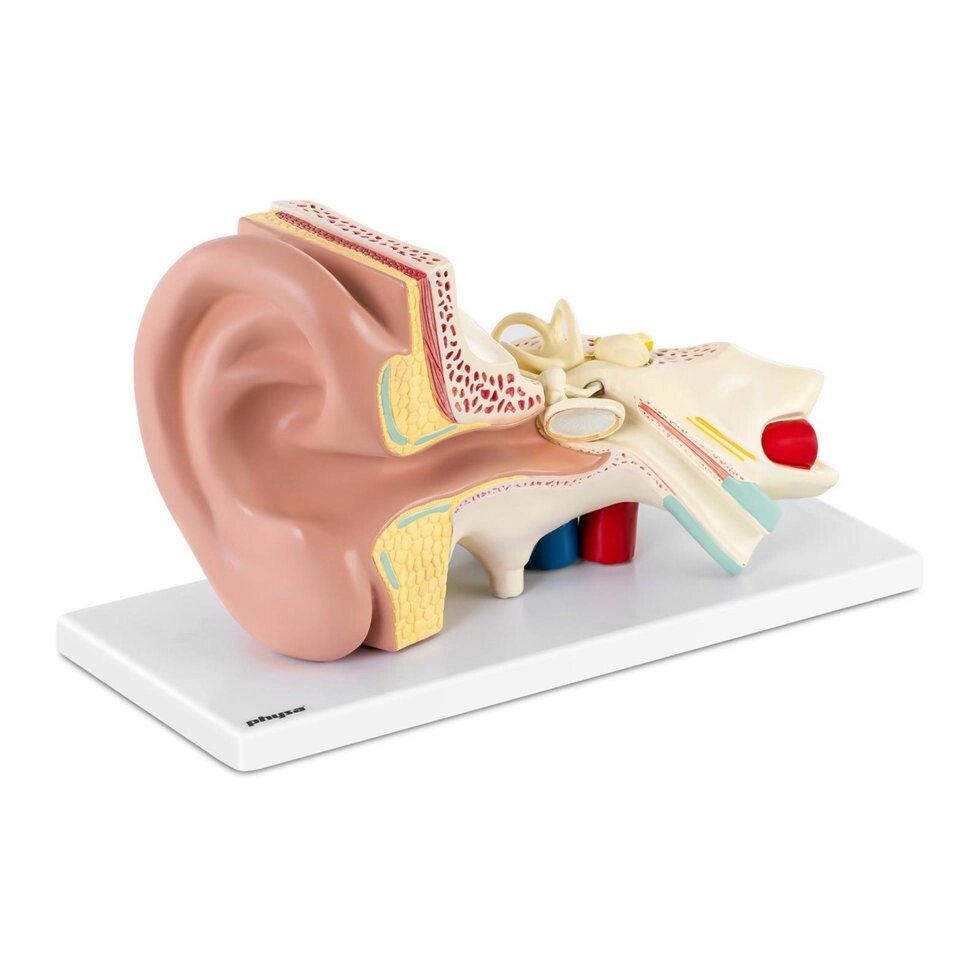 EAR - Анатомічна модель - масштаб 3: 1 Physa (-) від компанії Euromarka - фото 1