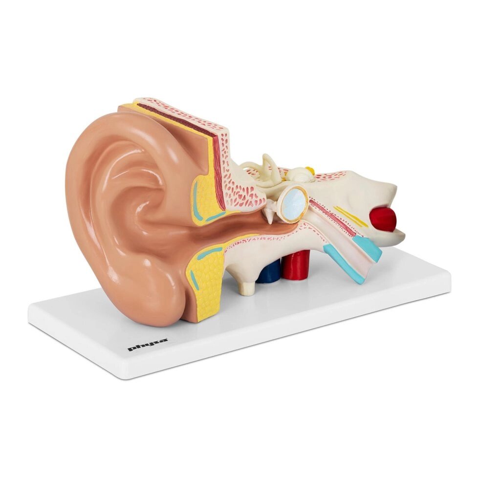 EAR - Анатомічна модель Physa (-) від компанії Euromarka - фото 1