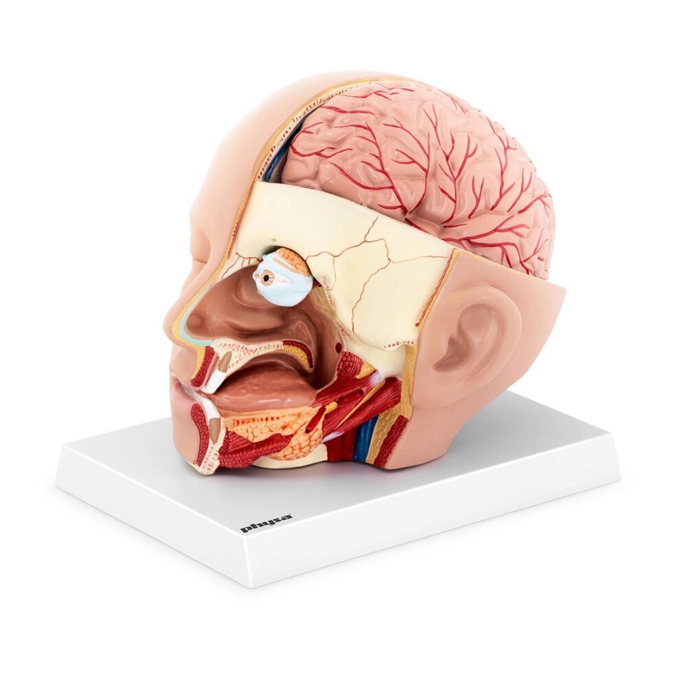 Голова і мозок - анатомічна модель Physa (-) від компанії Euromarka - фото 1