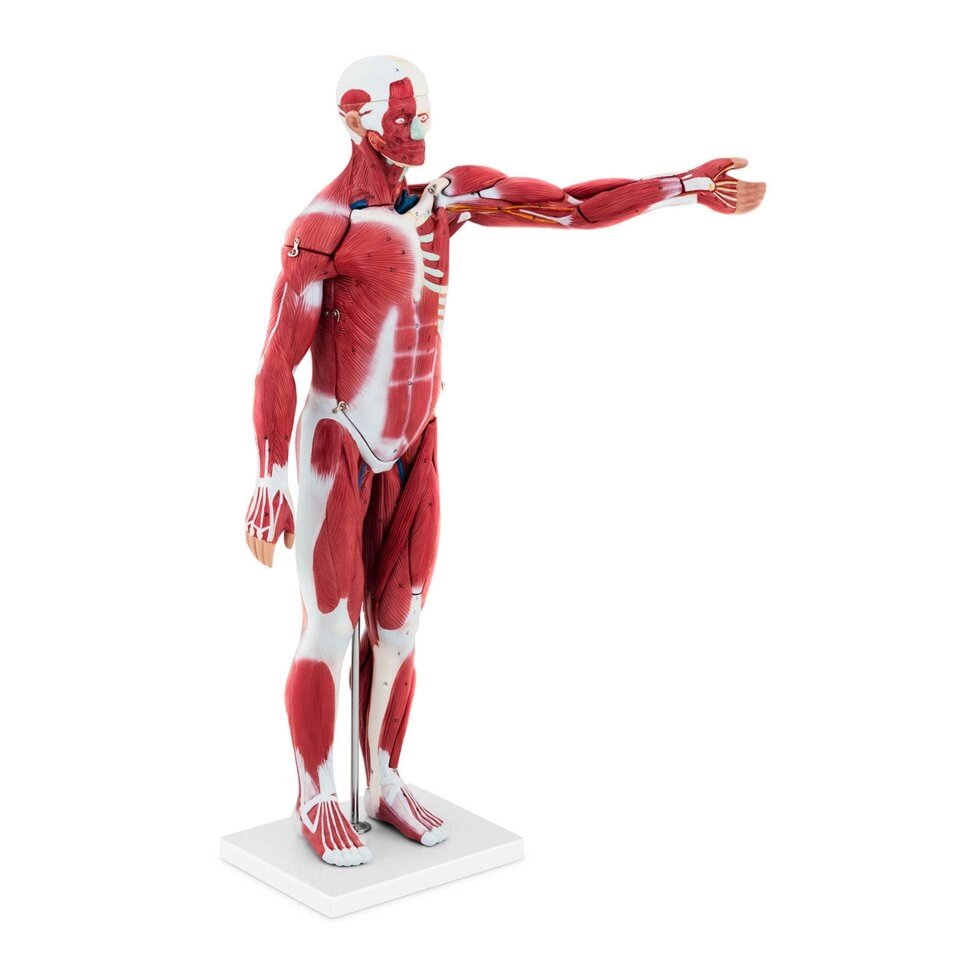 Людське тіло - 76 см - анатомічна модель Physa (-) від компанії Euromarka - фото 1
