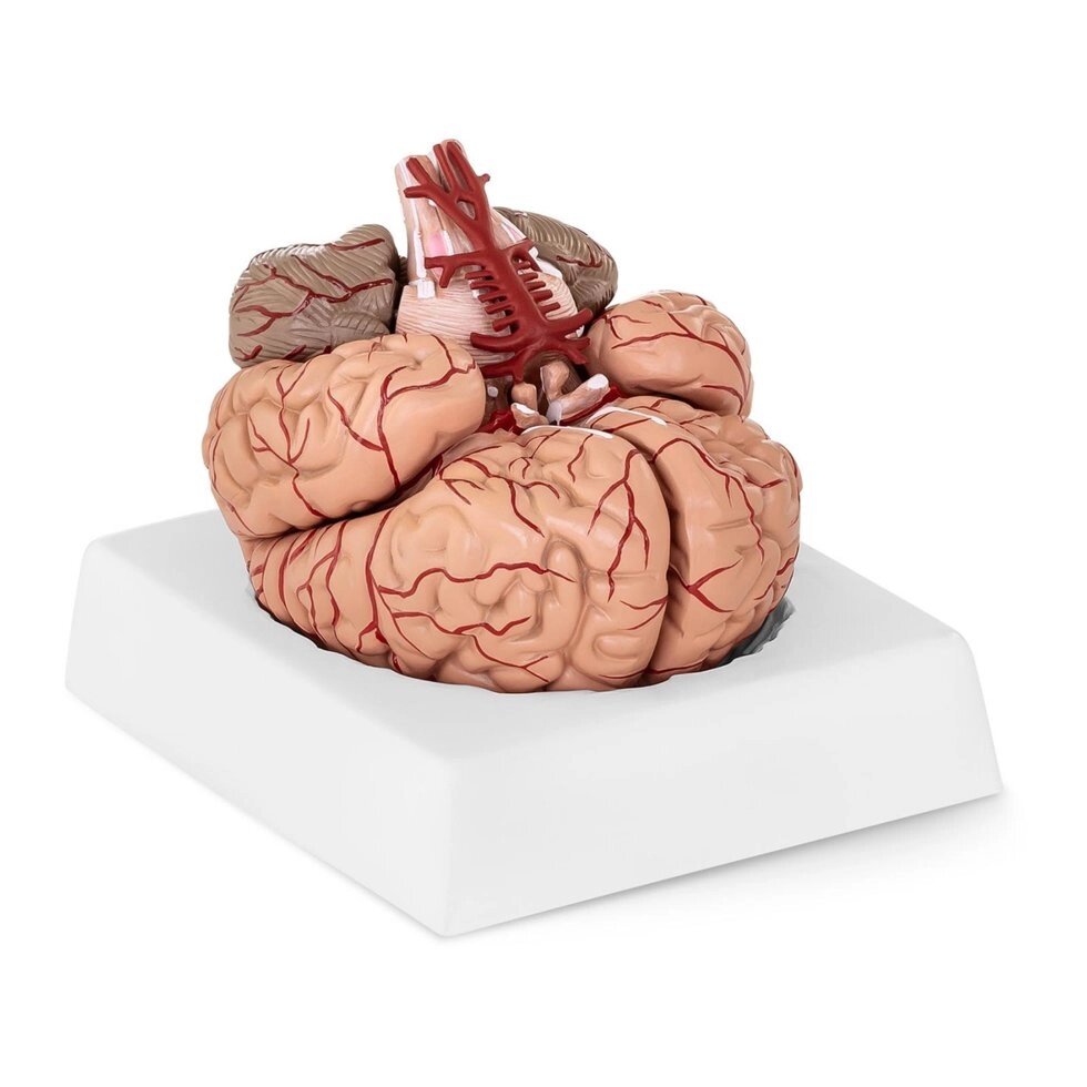 Мозок - Анатомічна модель Physa (-)} від компанії Euromarka - фото 1