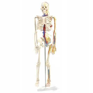 Анатомічна модель людини скелет