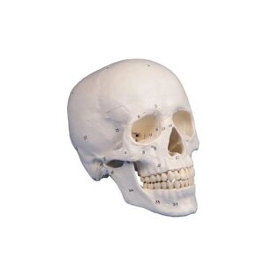 Анатомічна модель моделі анатомічного черепа з кістками кістки 3 частин
