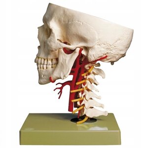 Анатомическая модель Череп с артериями, модель черепа база
