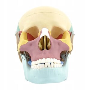 Анатомічна модель барвистого черепа моделі