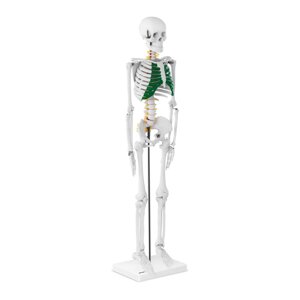 Скелет людини - Анатомічна модель - 85 см Physa (-)