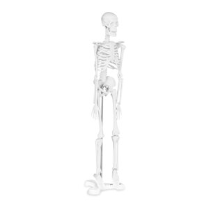 Скелет людини - Анатомічна модель - 47 см Physa (-)