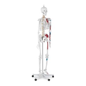 Скелет людини - це анатомічна модель - 180 cm Physa (-)}}