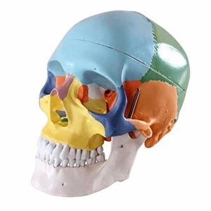 Анатомическая модель Модель череп человек дидактический цветной