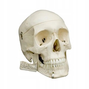 Анатомічна модель моделі черепа Анатомічна 3D для навчання