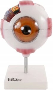 Анатомическая модель Модель человеческого гигантского глаза 66фит