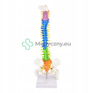 Анатомічна модель Medical Spine Model. eu.