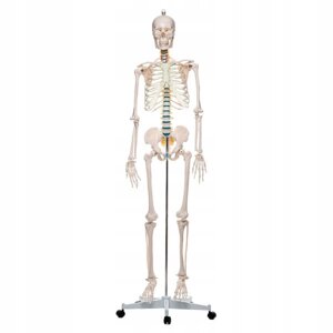 Анатомічна модель людини скелета - це людина 180 CMSuper Price