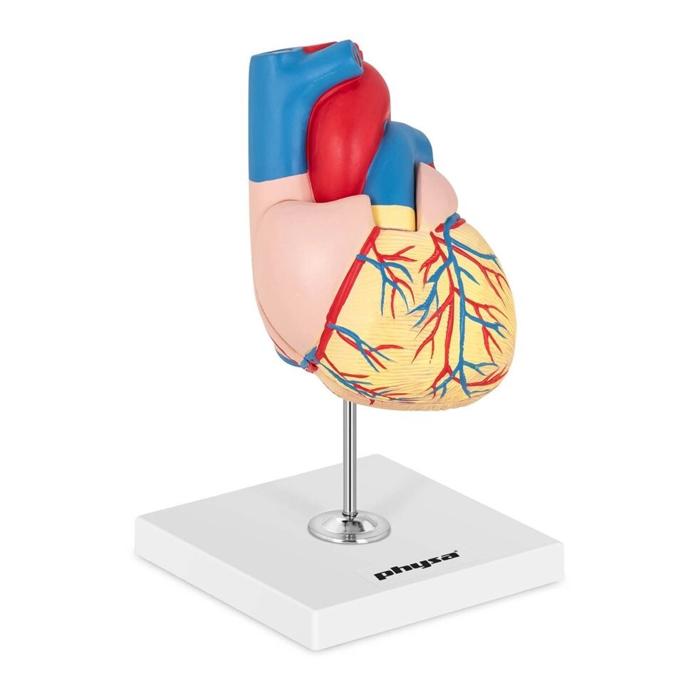 Серце - анатомічна модель Physa (-) від компанії Euromarka - фото 1