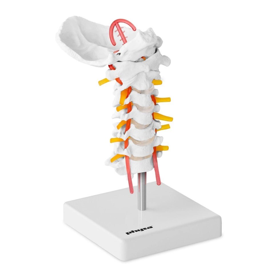 Шийний хребет - це анатомічна модель Physa (-) від компанії Euromarka - фото 1