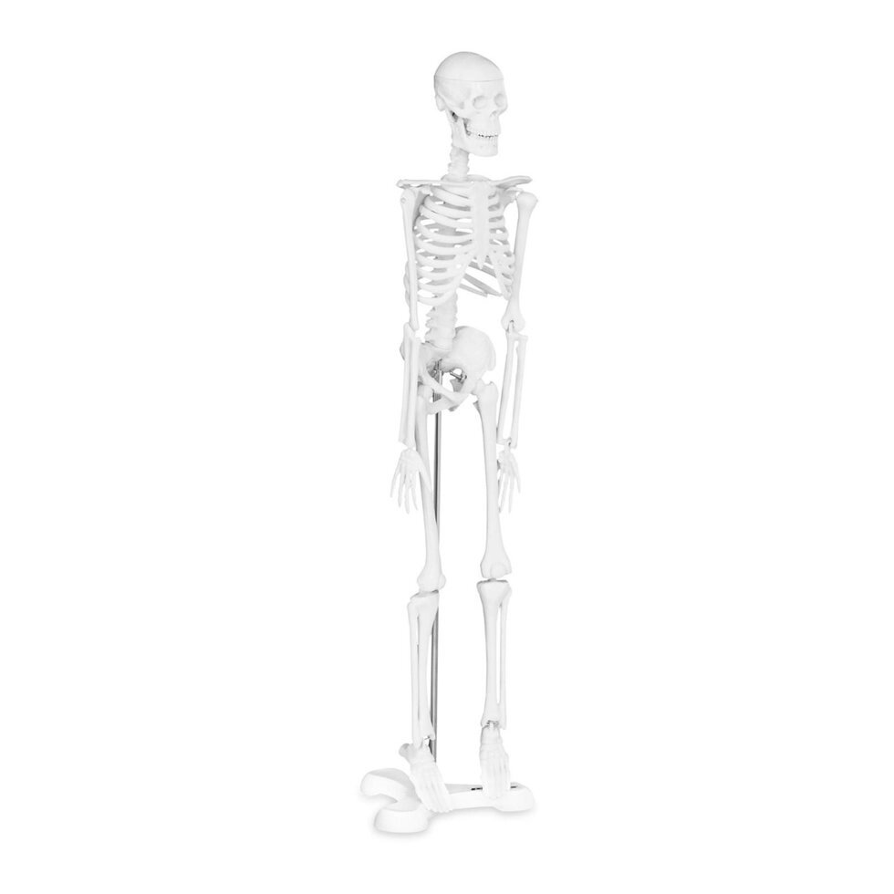 Скелет людини - Анатомічна модель - 47 см Physa (-) від компанії Euromarka - фото 1