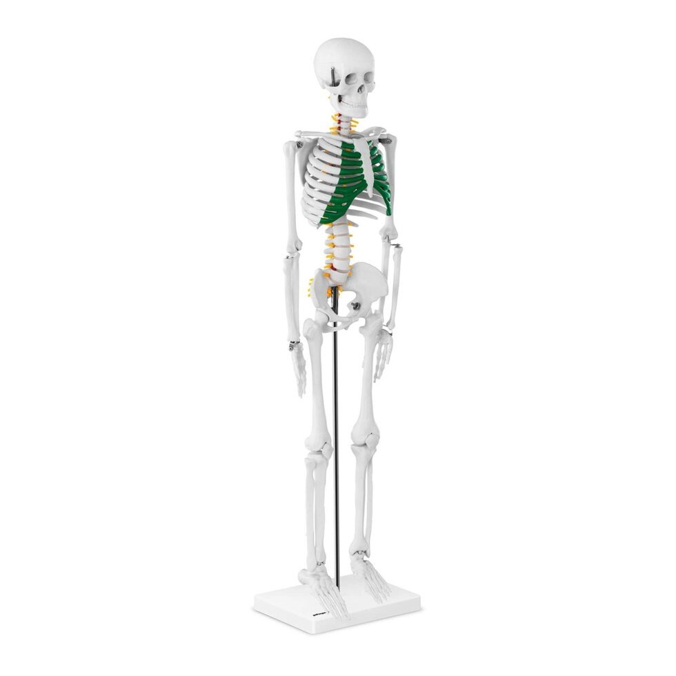 Скелет людини - Анатомічна модель - 85 см Physa (-) від компанії Euromarka - фото 1
